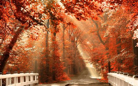Amazing Autumn Scene Full Hd Desktop Wallpapers 1080p