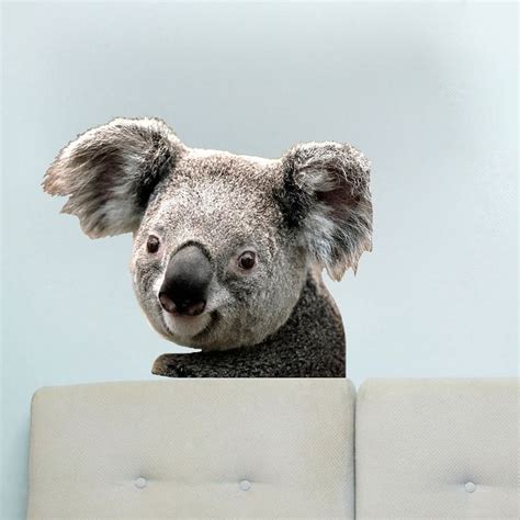 Koala Bear Decal Mural Animal Decals Primedecals Bear Decal Animal