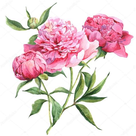 Pink Peonies Botanical Watercolor Illustration — Stock Photo © Depiano
