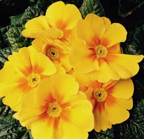 Primula Flowers Spring Easter Yellow Flower Yellow Free Image