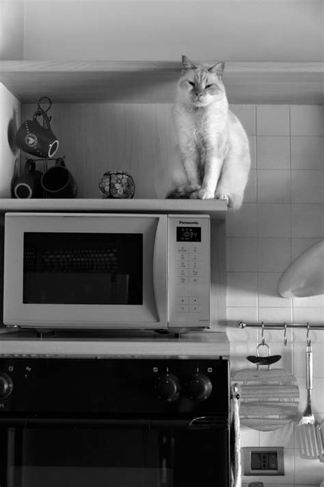 Cat On Top Of A Microwave · Free Stock Photo