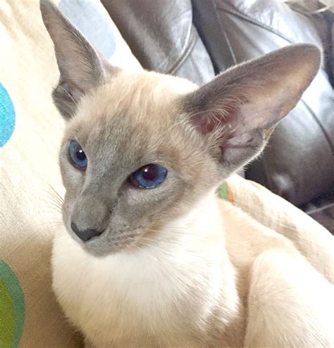 Zuzu the blue point Siamese kitten