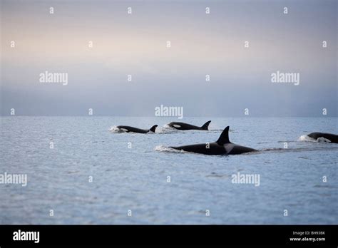 Gruppe Von Orcas Orcinus Orca Solvaer Vestfjord Lofoten Norwegen