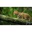 The Rusty Spotted Cat – Critter Science