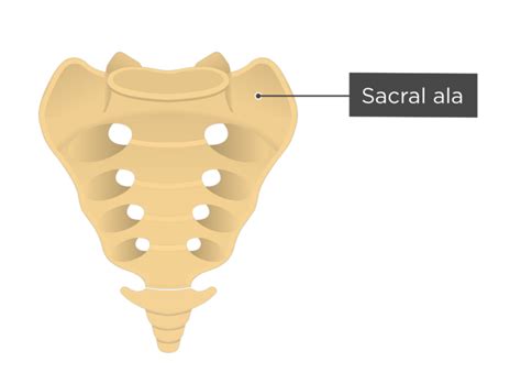 Sacrum And Coccyx Anatomy