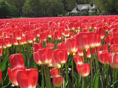 Tulip Fields Tulips Field Flower Flowers Wallpapers Hd Desktop