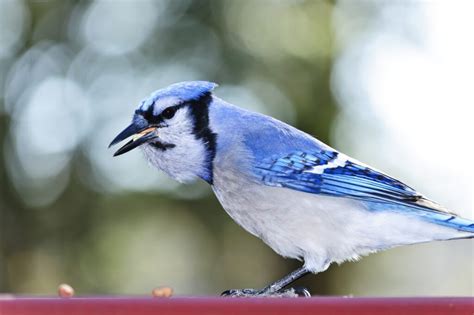 Birds In Illinois The 35 Most Popular Species Youll Recognize