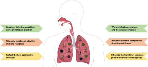 Frontiers Insights Into The Role Of The Lung Virome During