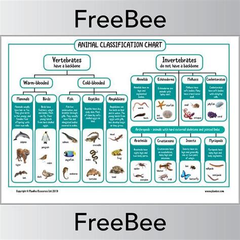 Animal Classification Chart Vertebrates And Invertebrates Ks2