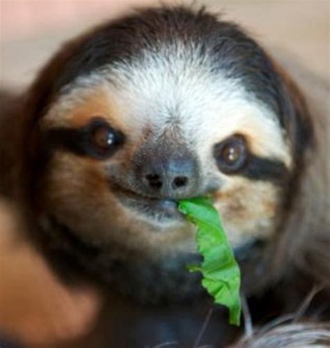 Pet Sloth Legality Feeding And Housing Introduction Pethelpful