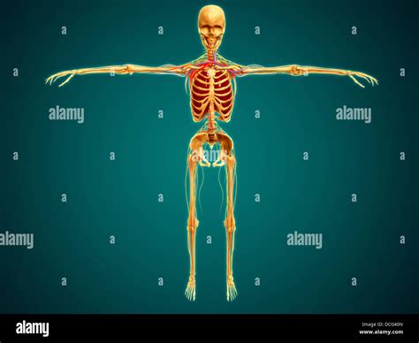 Vue avant du squelette humain avec le système nerveux artères et