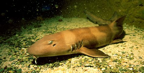 See Sharks Sea Life Manchester Aquarium