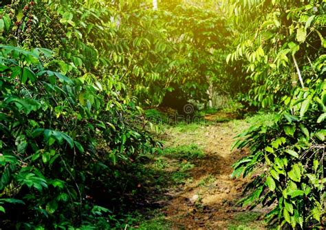 Footpath To Green Path Tree In Jungle Stock Image Image Of Wilderness