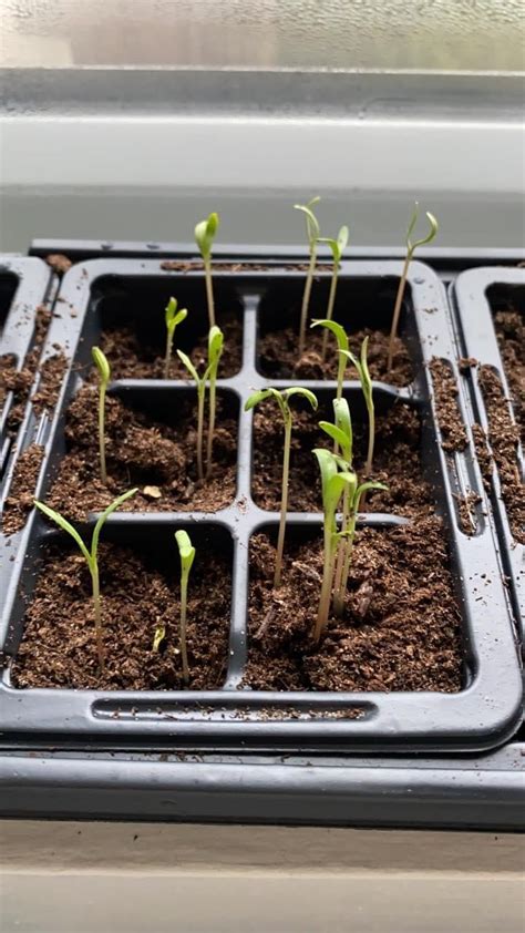 Cosmos Seedlings — Bbc Gardeners World Magazine