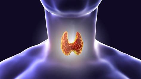 Why You Should Know About Your Thyroid