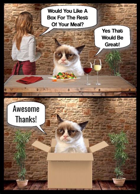 Yes I Would Love A Box To Go 📦 Grumpy Cat Humor Grumpy Cat Funny