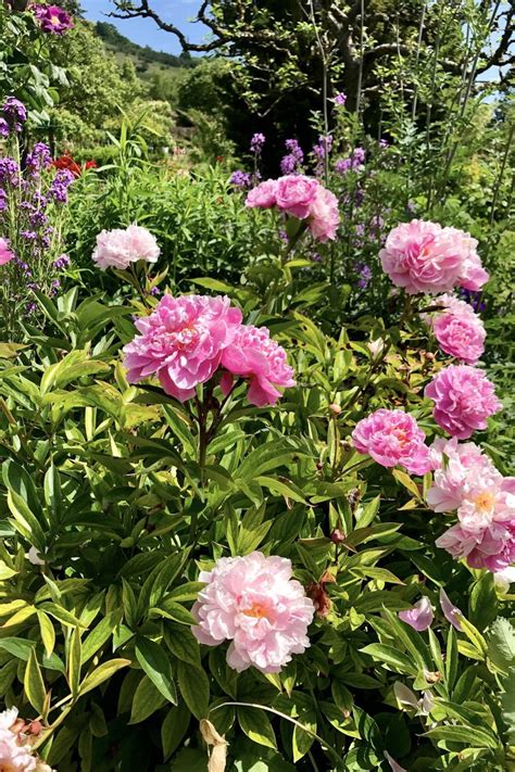 Pink Peonies At Monets Garden In Giverny France Paris With Landen Giverny Day Trip From