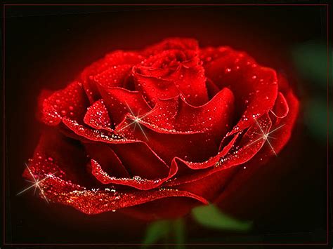Гифки Розы Красивые бутоны букеты цветение 70  анимаций