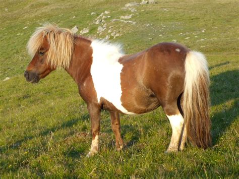 Worldshet Shetland Pony Stallions Miniature Horse Stallion Ponies