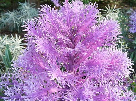 This being said, kale seeds germinate most successfully in soil that is about 45°f, so plant according to your climate! Kale, How to Grow and Care for Flowering Kale and ...