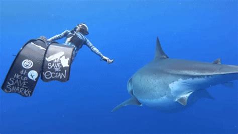 Save Sharks GIFs Get The Best GIF On GIPHY