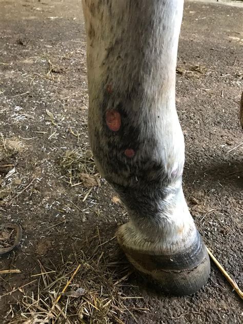 Treating Cellulitis Us Equestrian Bacterial Infection Horse Health