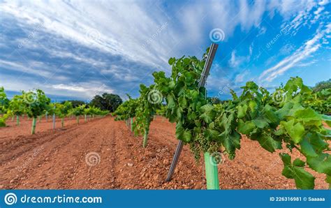 Vast Vineyard Rows And Grapes Under The Cloudy Sky Stock Image Image