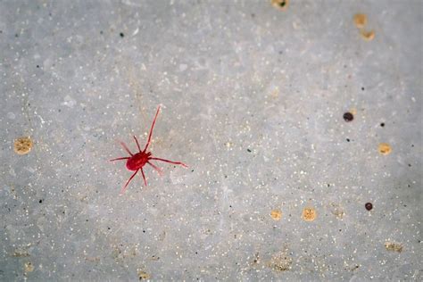 The red spider mite is harmless to humans and cannot hurt animals eithercredit: Problems With Little Red Bugs | ThriftyFun
