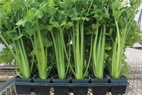 Feasibility Of Hydroponic Celery Production Greenhouse