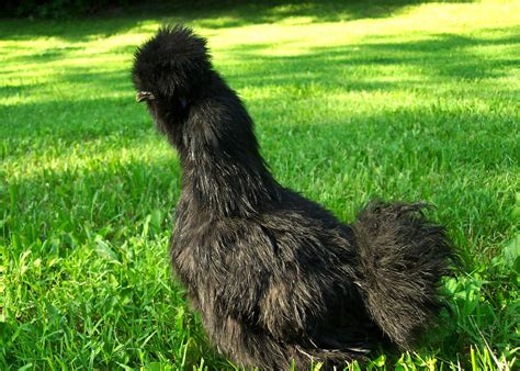 sexing silkies community chickens silkies silkie chickens chickens