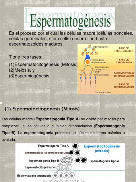 Espermatogenesis 1 Pdf Ciencias De La Vida Biología Celular