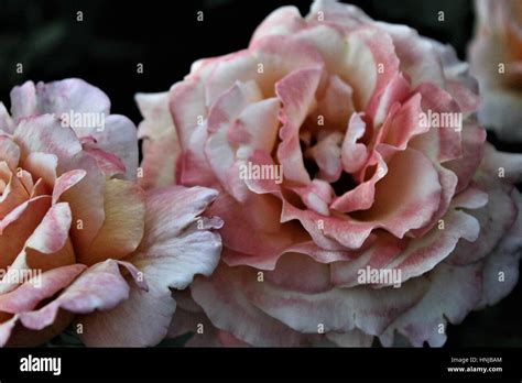 Two Blooming Pink Roses Stock Photo Alamy