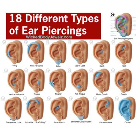 18 Different Types Of Ear Piercings By Wickedbodyjewelz On Polyvore