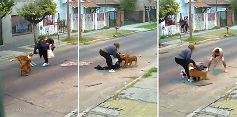Impactante video una mujer fue atacada por tres perros cuando volvía a su casa