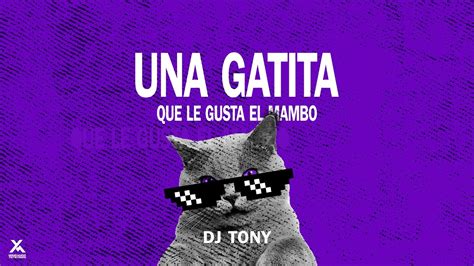 Una Gatita Que Le Gusta El Mambo A Todas Mis Copias Le Dedico Esta Canción 😺 Dj Tony Youtube