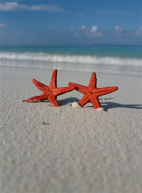 Hd Wallpaper Two Red Starfish On Seashore Animal Sea Life