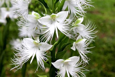 Habenaria Radiata White Egret Orchid