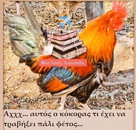 Pin By Eleni Lagkadinou On Σεπτέμβρης Funny Animals Rooster