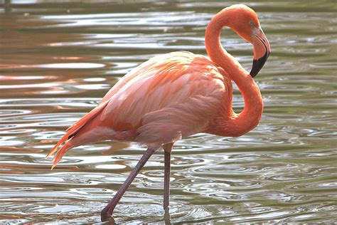 About birds inhabit all ecosystems of the globe. American Flamingo - Phoenicopterus ruber