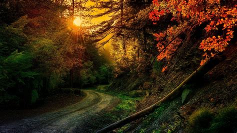 Path Between Colorful Autumn Trees In Forest With Sunrays 4k Hd Nature