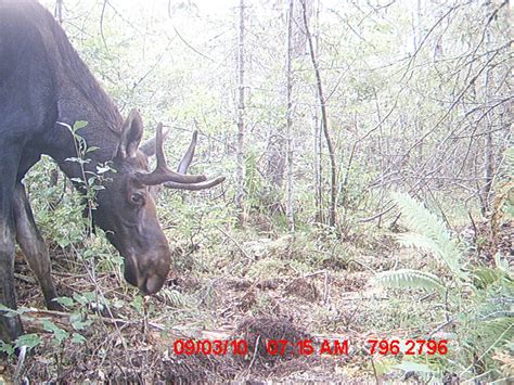 Moose Hunting In Central Maine Zone 22 23 2022