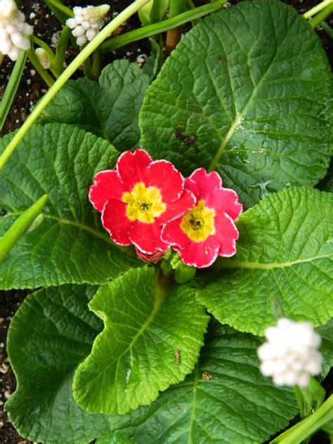 Red Primrose Primula At The Allan Gardens Conservatory 201 Flickr