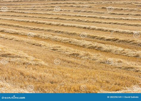 Yellow Wheat Field Mowed After Harvest Stock Image Image Of