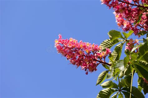 Pink Blossom Flower Of Horse Chestnut Tree Stock Image Image Of Bloom
