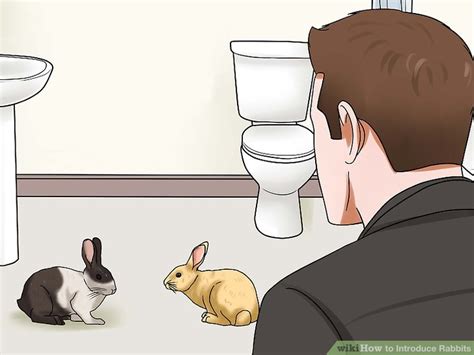How To Introduce Rabbits 10 Steps With Pictures Wikihow