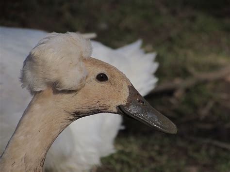 Although the indian runner duck lays a large number of eggs, it does not usually sit on them. ♥ ~ ♥ Ducks and Duck Houses ♥ ~ ♥ crested Indian runner ...