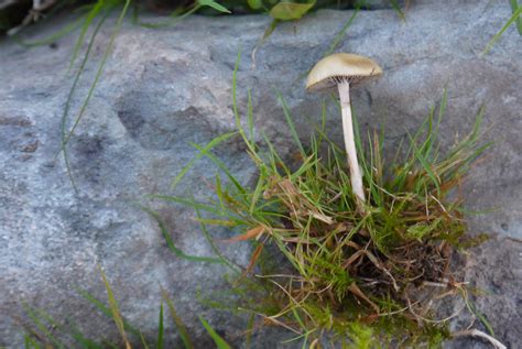 Dung Roundhead Stropharia Semiglobata Mushroom Fungi Wild
