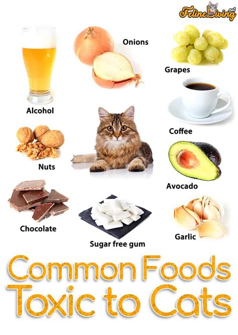 Foods Toxic To Cats 12 Most Common Foods Revealed
