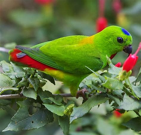 Birds Of The World Blue Crowned Hanging Parrot