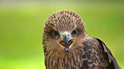 Falcon Bird Predator 4k Hd Wallpaper